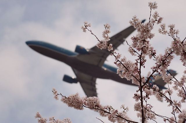 ベトナム航空のA330と桜