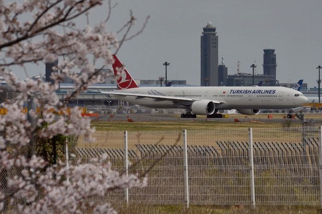 トルコ航空のB777-300と桜