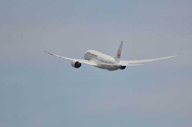 JAL 787 12